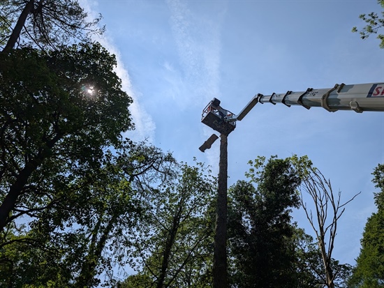 Roadside tree Removal