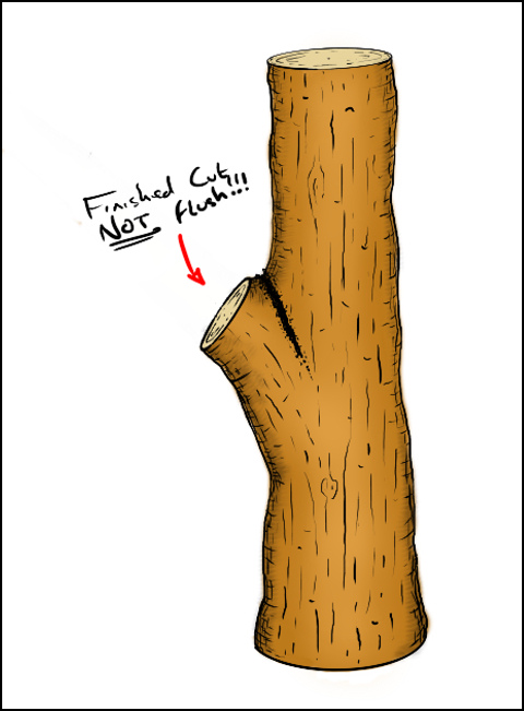 What is Pruning?