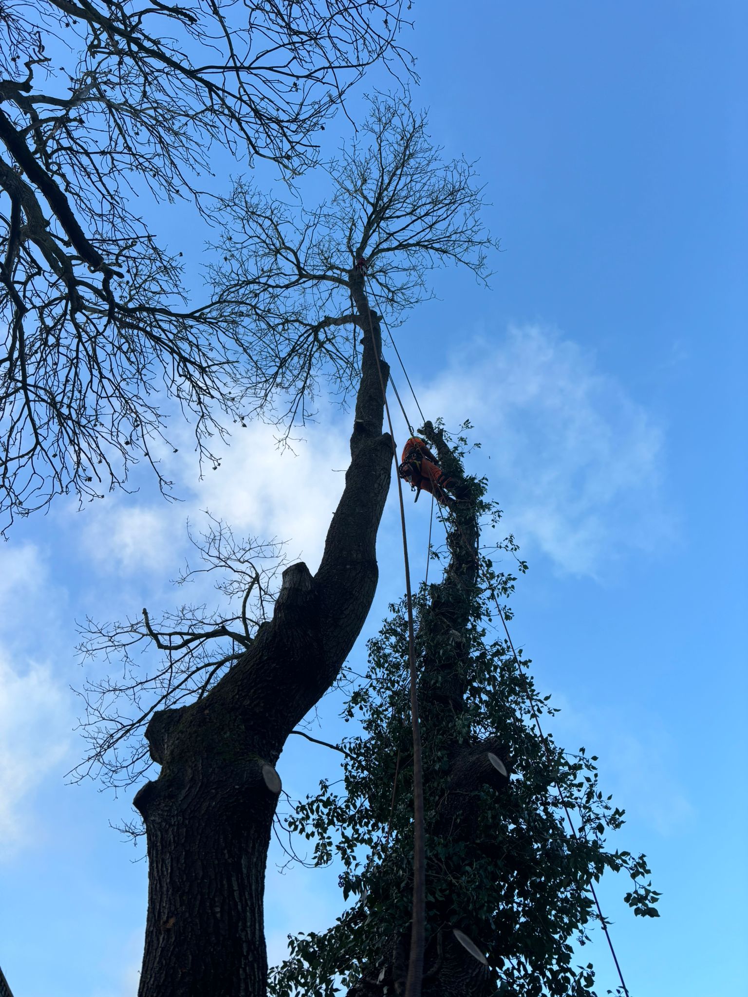 Arboriculture